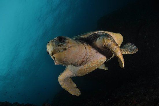 Sundive Byron Bay